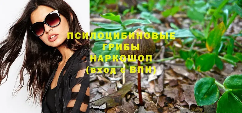 Галлюциногенные грибы Psilocybe  закладки  Воткинск 